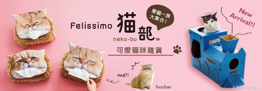 提升猫咪智商的玩具,提高猫咪的生活品质