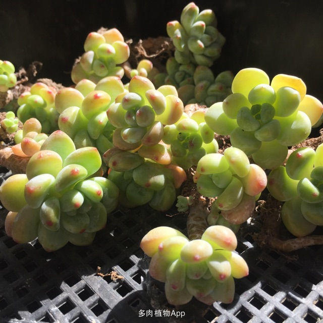 识别标签贴,劳尔和罗琦对决