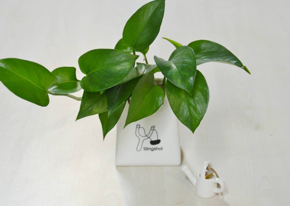 绿萝烂根怎么办快速解决方法,水培绿萝烂根怎么办小妙招