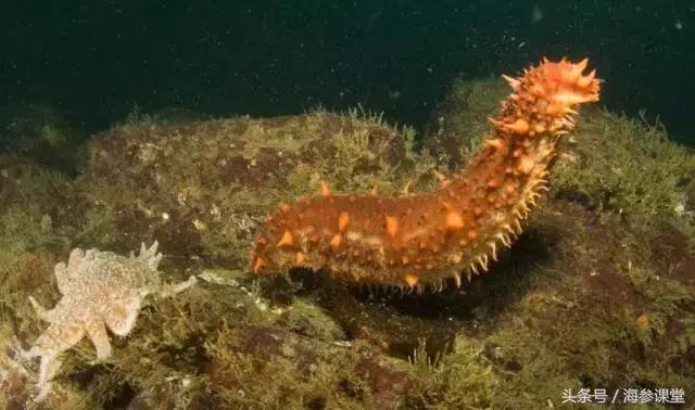 参海传说海参,白海参的传说