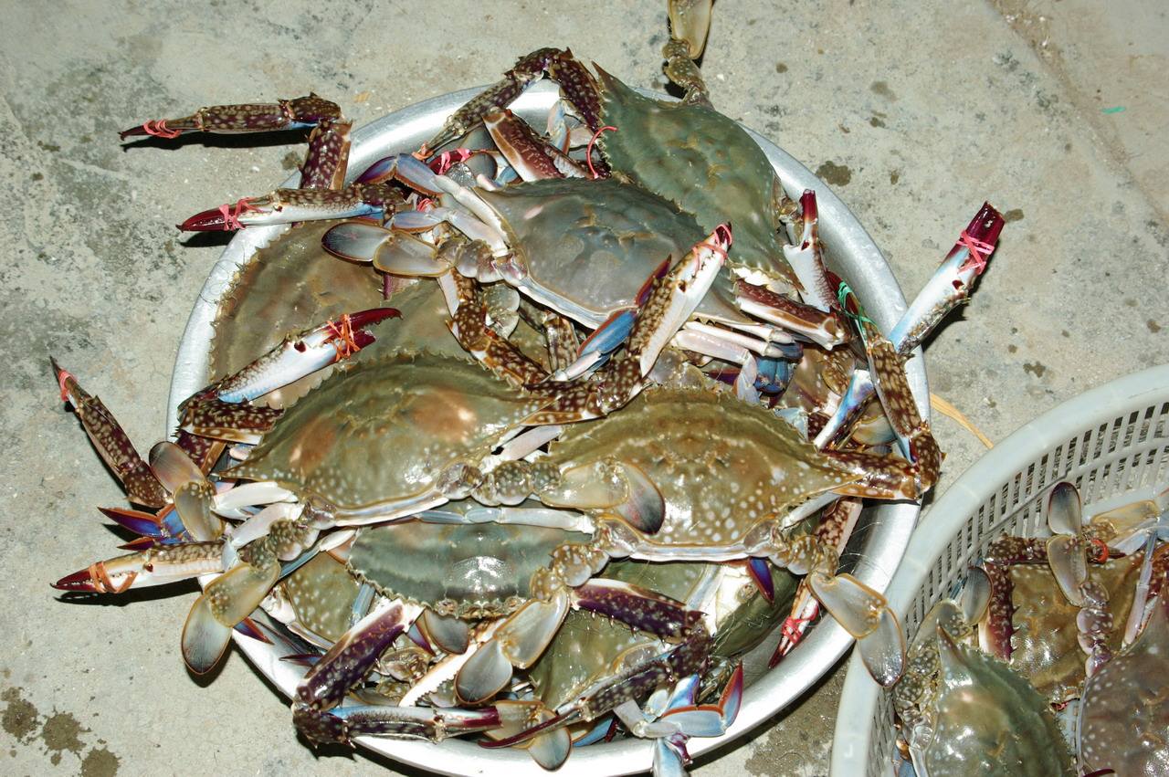 十一来鲅鱼圈旅游：十大防坑攻略，像本地人一样畅游鲅鱼圈