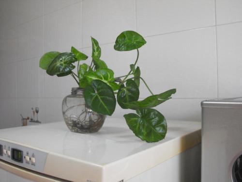 水培绿萝叶子发黄怎么办,水培绿萝烂根怎么办有什么好方法