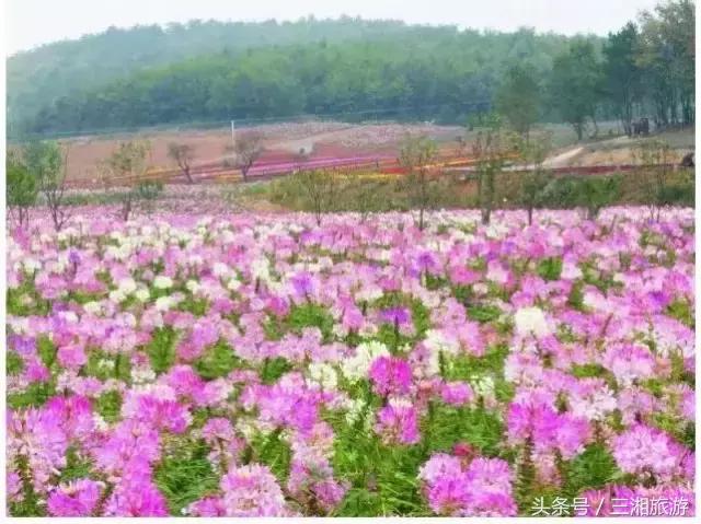 株洲哪里有花海可以看,株洲沿江风光带花海
