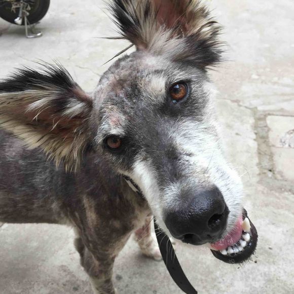 捡到得皮肤病的哈士奇,捡到一只阿拉斯加浑身脏兮兮的