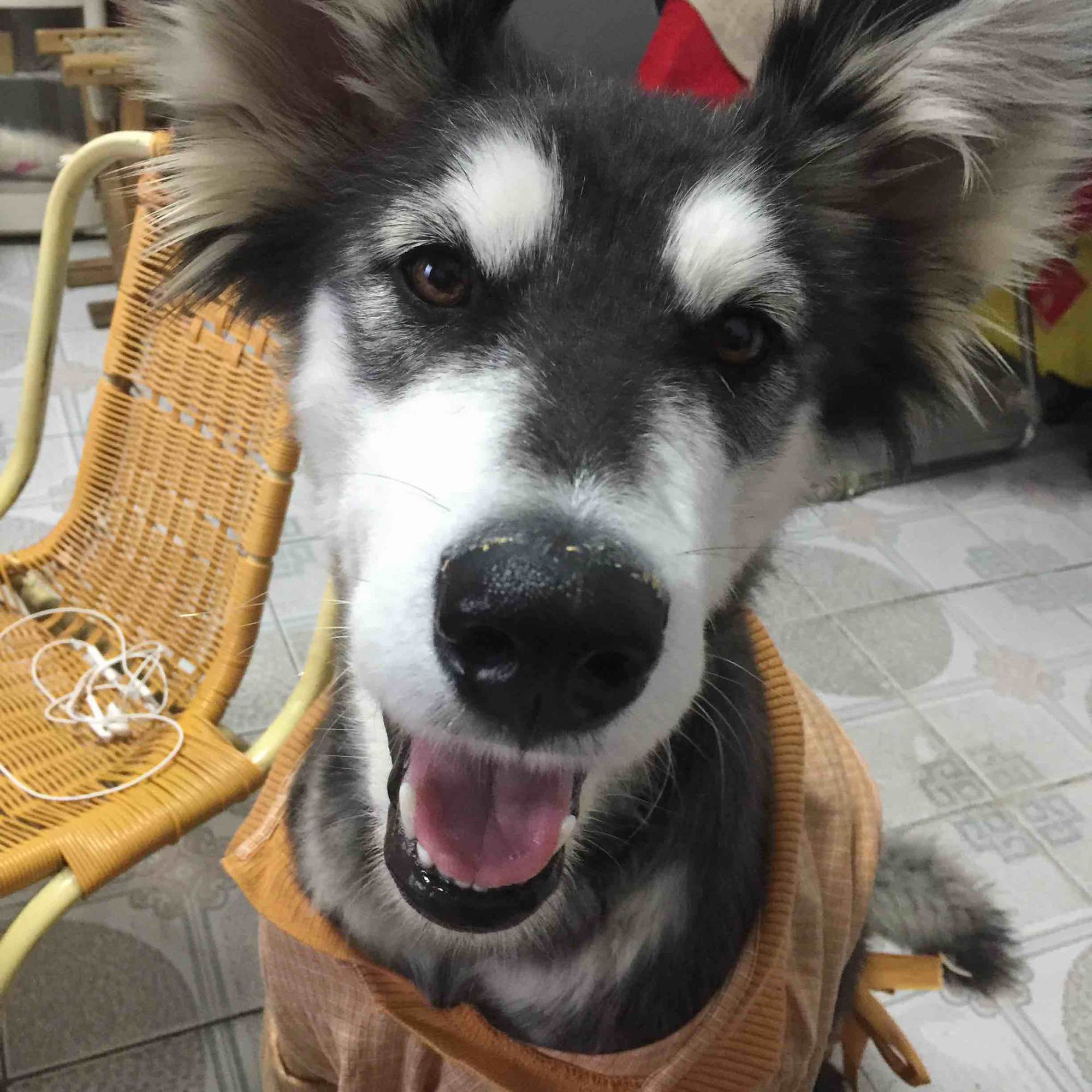 捡到得皮肤病的哈士奇,捡到一只阿拉斯加浑身脏兮兮的