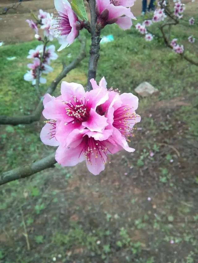 福利春季晒花大赛开始投票啦，价值万元好礼等你来拿！（后附石象湖门票中奖名单）