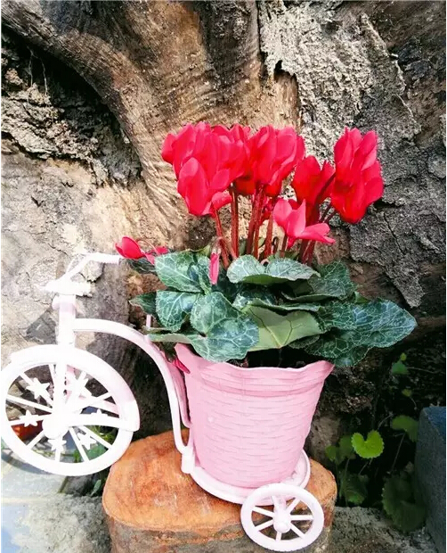 每日一花：花语天真无邪，盛开在寒冬的兔子花之仙客来