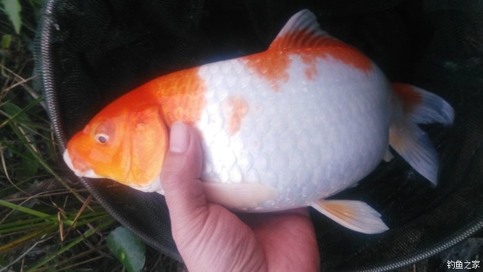 锦鲤迎春鱼跃龙门,锦鲤观赏鱼鸿运当头