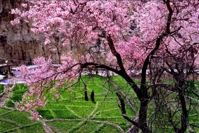 西藏林芝行一路风景如画,林芝最美小镇