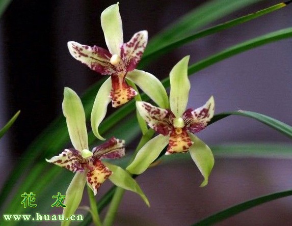 建兰蕙兰春兰鉴别,建兰兰花品种大全图片