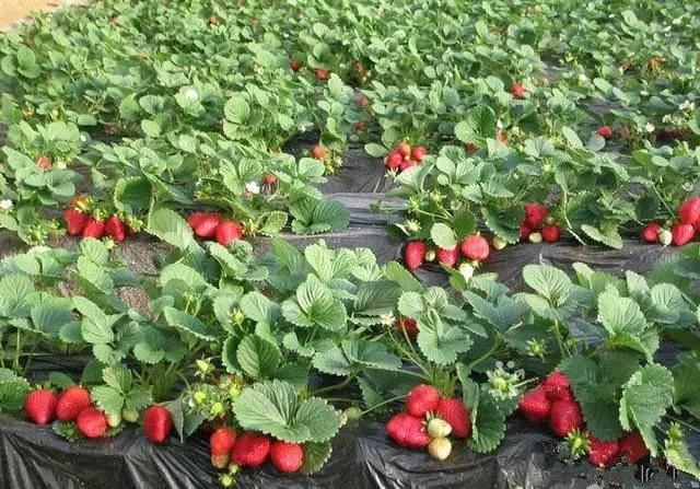 又到草莓时节,天津采摘草莓好又便宜的地方