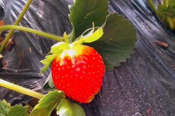 又到草莓时节,天津采摘草莓好又便宜的地方