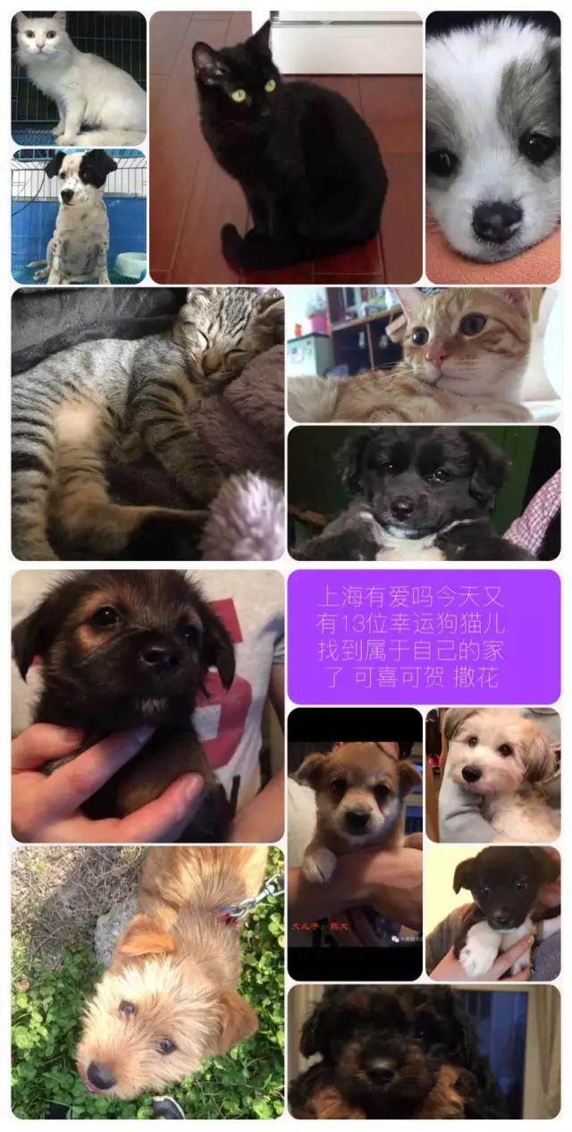 上海市领养流浪动物的地方在哪里,上海市领养小猫的地方