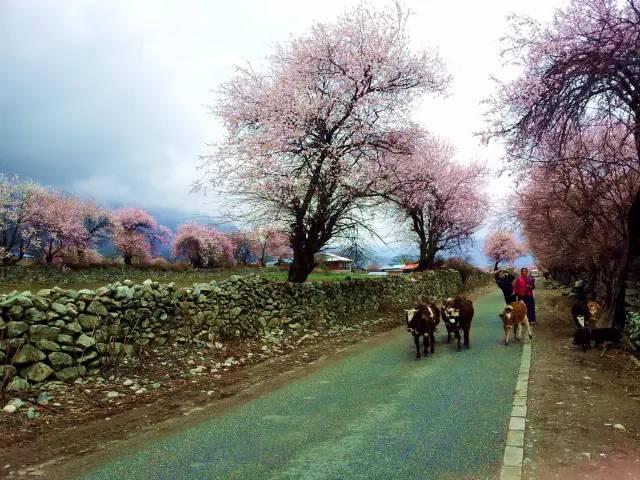 西藏林芝行一路风景如画,林芝最美小镇
