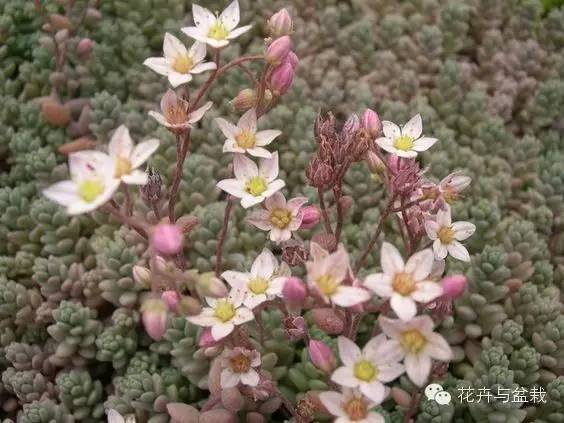 旋叶姬星美人大盆,姬星美人多肉