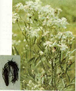 閾佽剼濞佺伒浠欐不鐤楄儍鐐庡悧,閾佽剼濞佺伒浠欏浘鐗囧ぇ鍏ㄩ泦