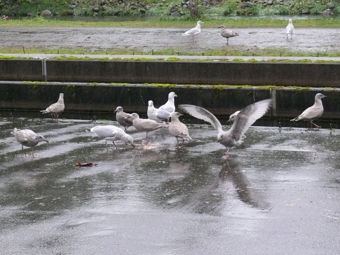 逆流而上,加拿大威化溪三文鱼洄游之旅