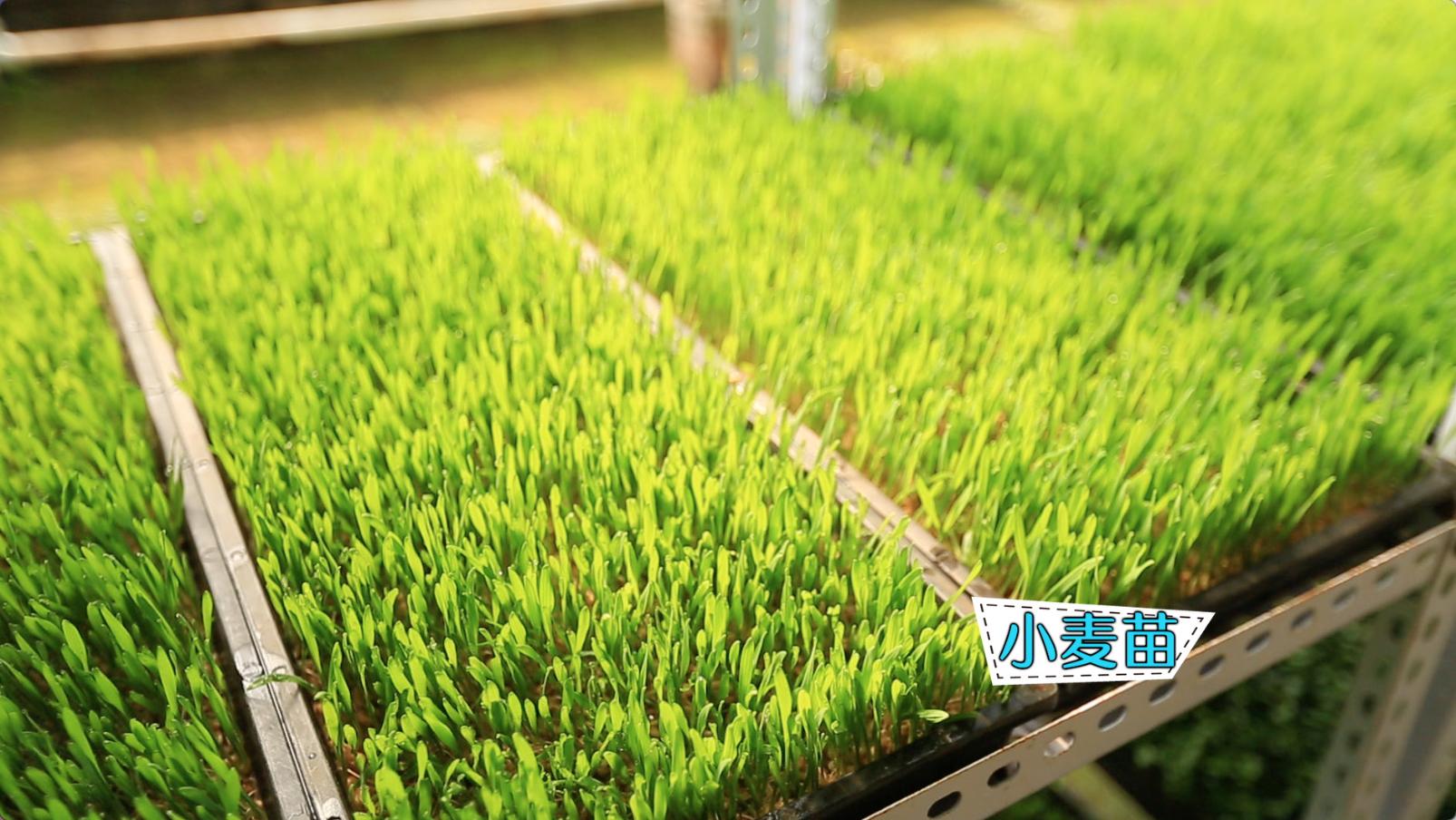 最新纸上适合家庭种菜的方法,纸上种菜方法