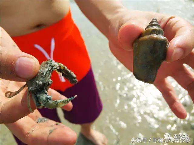 鍛煎拰娴╃壒鍒版櫘鍚夊矝,鍒锋垜婊村崱娉板浗鍘熺増