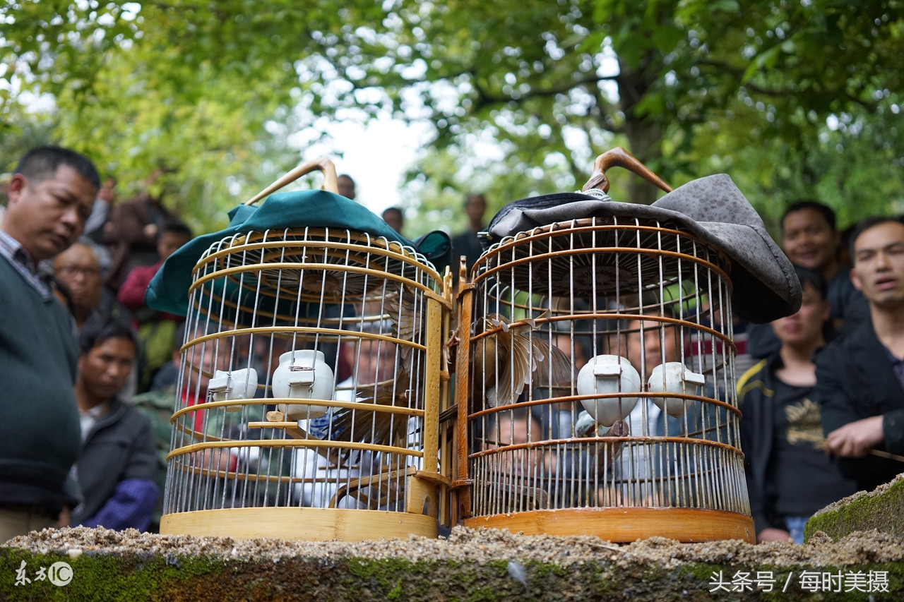 驯养鸟上手技巧,驯养小鸟指南