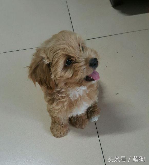 泰迪和金毛的混血小狗,金毛与泰迪混血的小狗