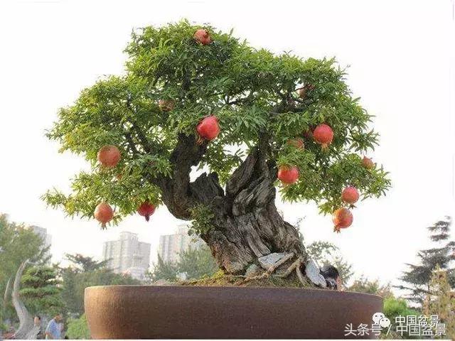 盆景里有蚂蚁怎么消灭最彻底,盆景园如何治蚂蚁