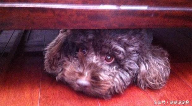 宠物狗泰迪好养吗,宠物狗泰迪惹人嫌