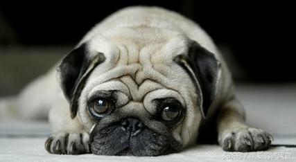 可爱的狗狗品种大全,最可爱的十种狗狗