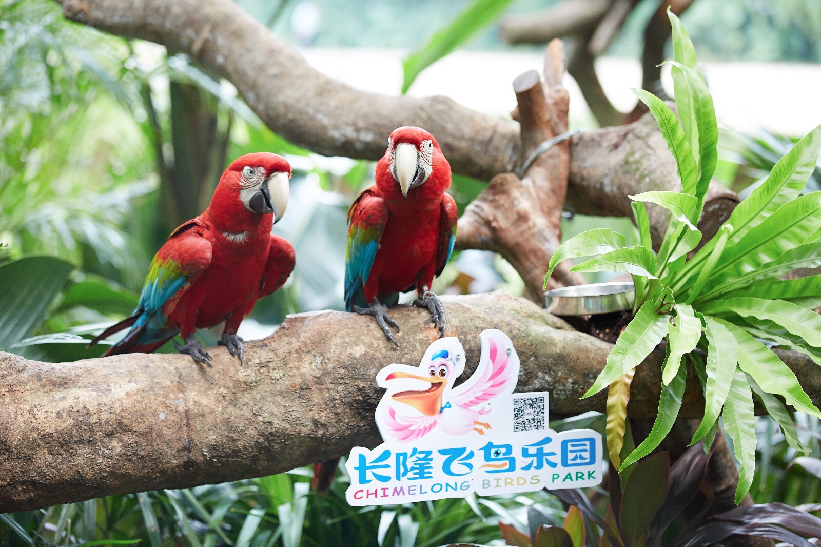 最新游玩长隆野生动物园,长隆野生动物园广州长隆攻略