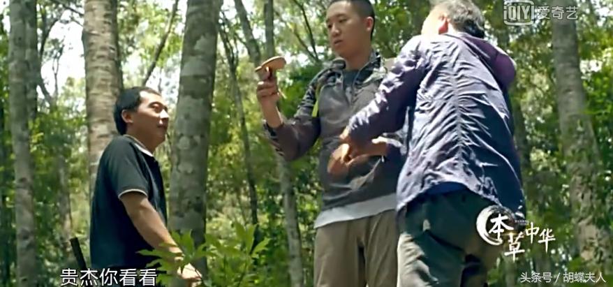 冬虫夏草？灵芝？枸杞？续断？《本草中华：相传》感受深情与传承