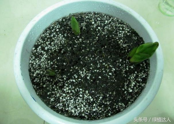 盆栽百合花怎么快速生长,怎样养盆栽花卉百合花花期长