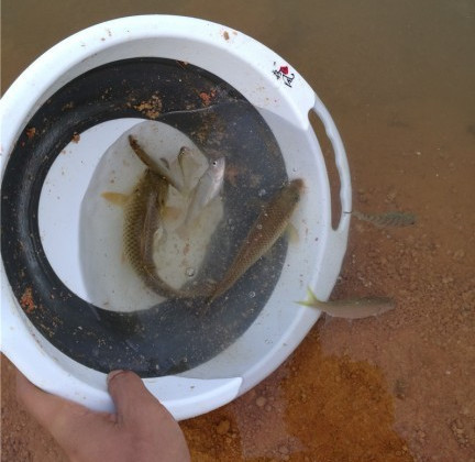 广西玉林钓土鲮鱼钓法,玉林钓土鲮的方法