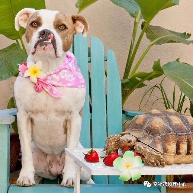 腭裂的狗,腭裂犬