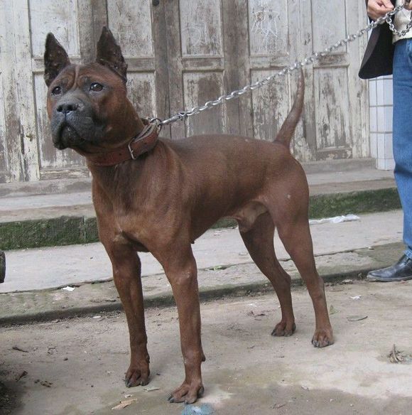 真中华田园犬,川东猎犬在中国猛犬排第几