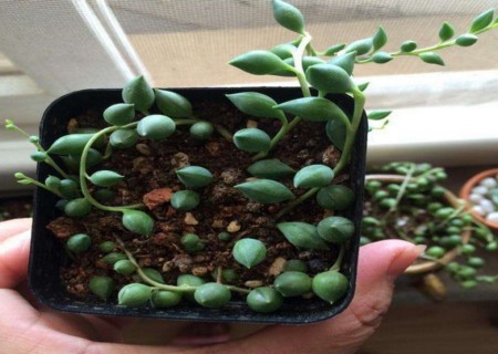 佛珠多肉专用土还需要陶粒垫底吗,多肉佛珠怎么种