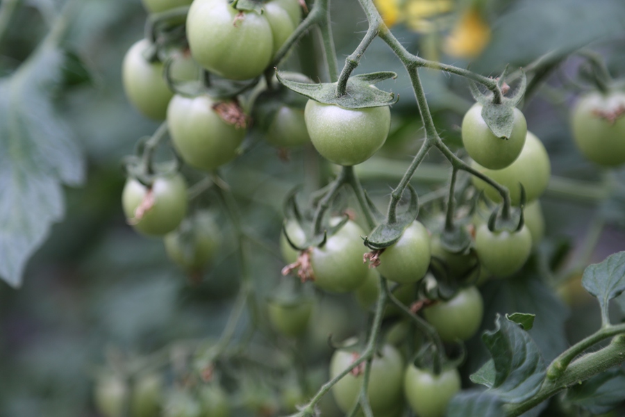 聚焦陕西蓝田泄湖镇,蓝田县洩湖镇发展规划
