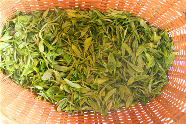 刮风寨古树普洱茶口感怎么样,帕沙古树普洱茶口感特点