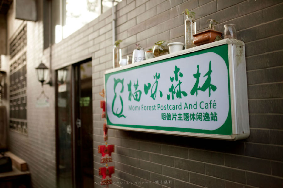 西安还有这么一个地方可以让你被猫咪围绕，享受当铲屎官的感觉