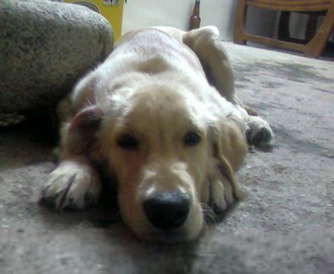 狗狗不吃不喝，你一定要警惕啦！