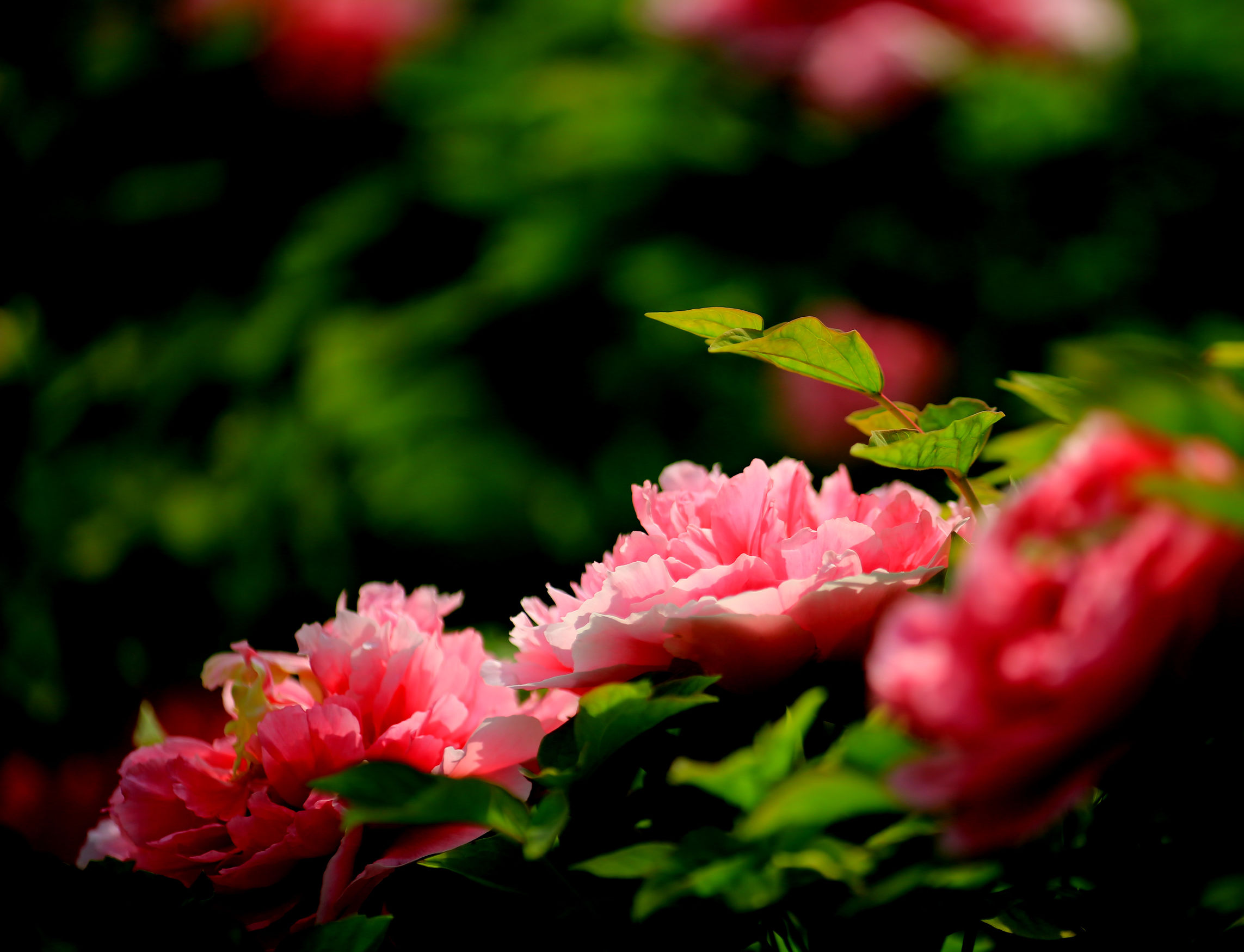 洛阳龙门牡丹园最美牡丹,洛阳国家牡丹园最独特的牡丹