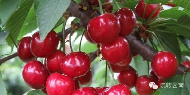 昆明周边采摘樱桃的地方,昆明周边地图全图