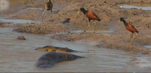 亚马逊河十大恐怖动物森蚺,巨型森蚺和巨型鳄鱼谁厉害