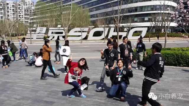 望京的春天，有狗狗相伴！