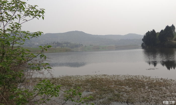 八一水库钓草鱼,八一水库钓青稍