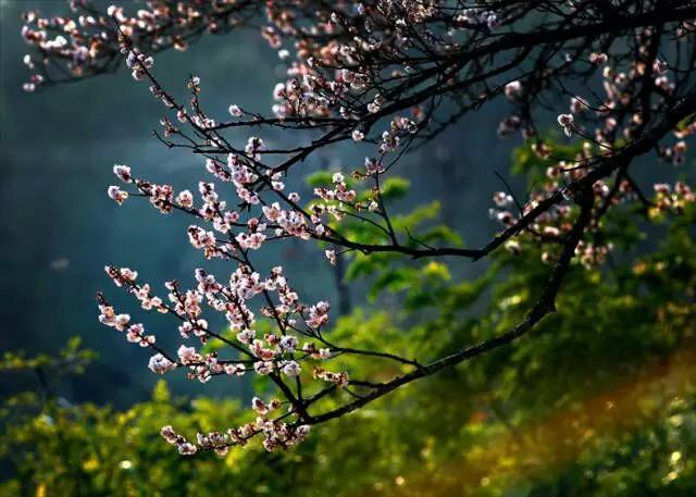 人间四月天，醉美是寻甸！