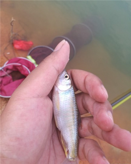 广西玉林钓土鲮鱼钓法,玉林钓土鲮的方法