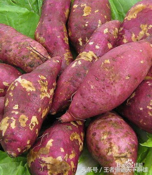 妇科病家常食谱大全,妇科炎症食疗食谱大全