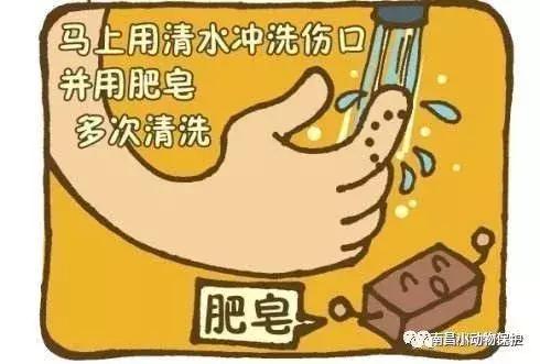 世界狂犬病日漫画,全球狂犬病爆发漫画