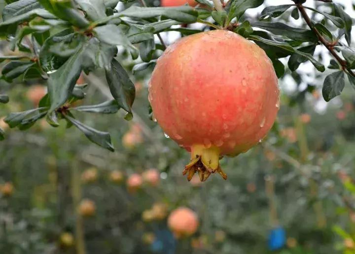 大家好，今天给大家介绍一下，这是风物君特别爱吃的——石榴