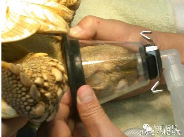 苏卡达陆龟乌龟卡脖子,苏卡达陆龟下颚裂开